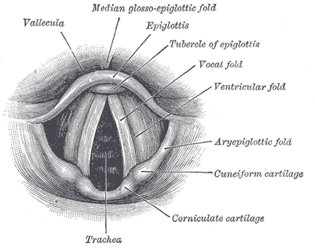 Laryngoscopic view looking down into the larynx, showing the two vocal folds meeting in the middle and the triangular gap of the glottis between them.