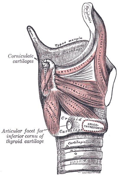 Side view of the larynx with the right plate of the thyroid cartilage removed, showing the cricothyroid and thyroarytenoid muscles and the cartilages they connect.