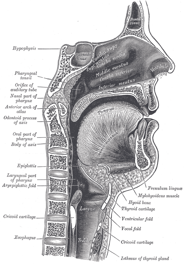 Sagittal section through the head and neck showing the continuous air passage from the larynx up through the pharynx and out through the mouth and nose.